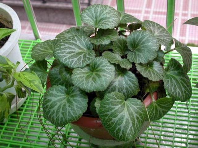 卧室适合养这“8种”植物，夜间释放“氧气”，不用担心“夺氧”