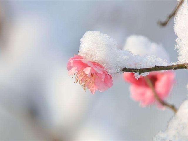 在凛冽的寒冬有这样的一朵花在盛开，来看看它的开花需要什么条件