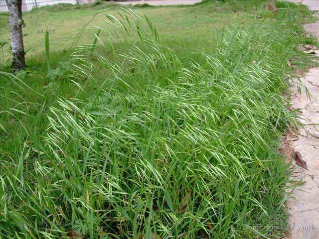 铲除麦田里的节节草，抓住春后这个节点，错过容易造成重大损失