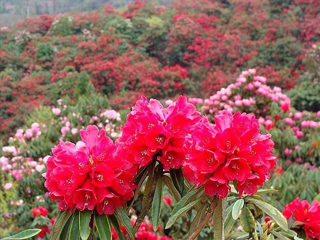 杜鹃花及时修剪好处多，记住这几个步骤修剪出万紫千红的杜鹃花