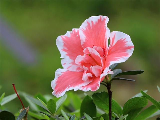 杜鹃花及时修剪好处多，记住这几个步骤修剪出万紫千红的杜鹃花