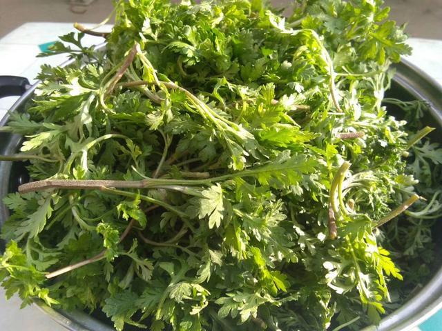 农村的这种野菜能清热解毒降血压，城里100元一斤也很难买到！