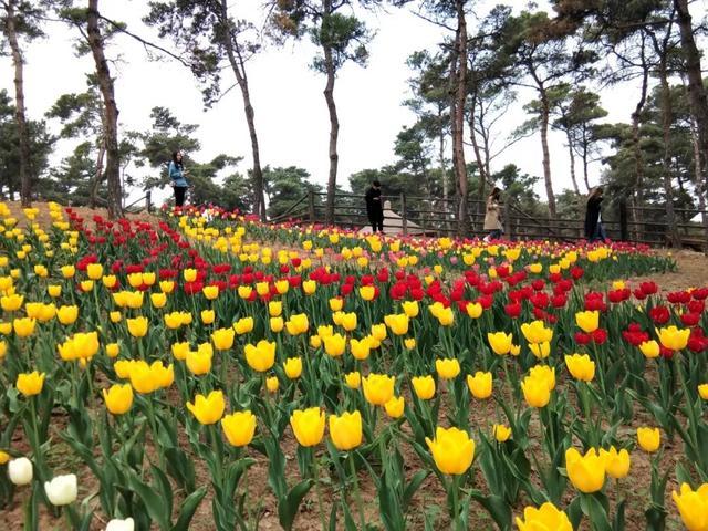 济南南部山区跑马岭：林已盛、花已开，乐撒百花丛！