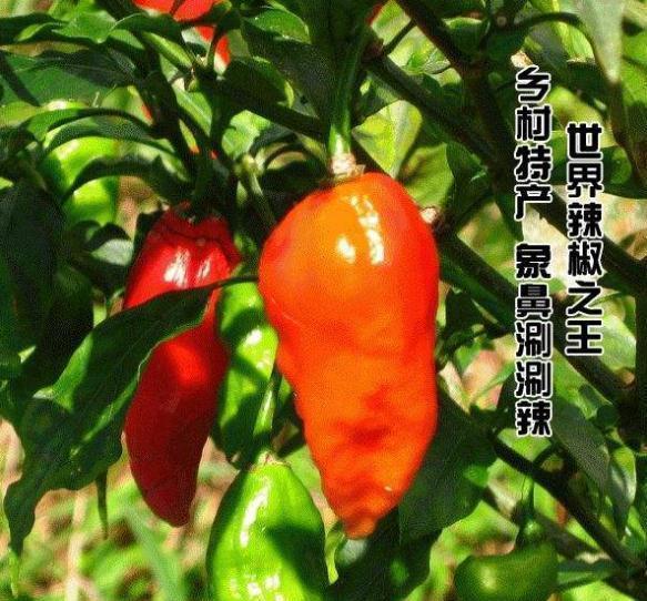 全球最辣辣椒10大排名，辣度超百万SHU