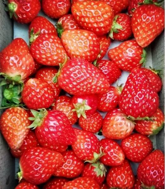 去高新东区“十里莓廊”采草莓,这个周末约一个?!