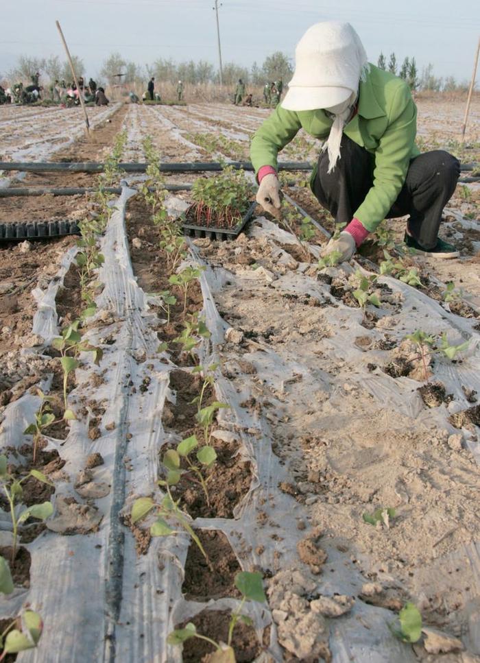 棉花病害立枯病防治技术