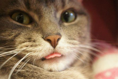略略略~知道为什么猫咪会对你吐舌头吗？