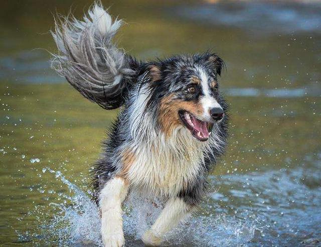 澳洲牧羊犬，一只全能型的狗狗