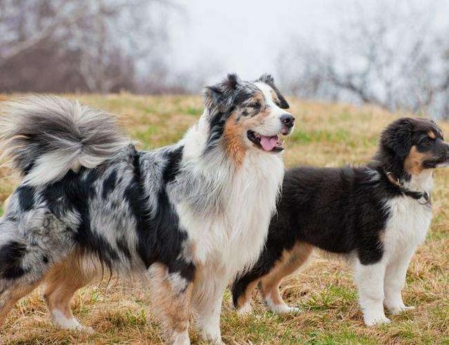 澳洲牧羊犬，一只全能型的狗狗