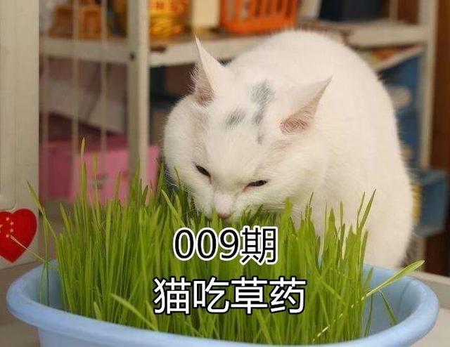辟谣，猫咪并不会寻药解毒，之所以中毒后去吃草，只是为了催吐