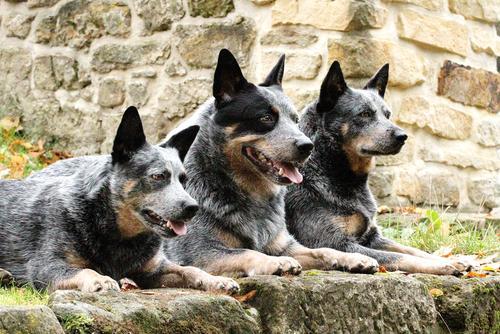 寿命较长的15种狗狗，它们有更长的寿命，陪你走过美好的时光