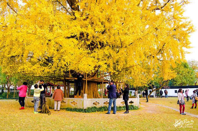 <a href='http://travel.sina.com.cn/shanghaishi-lvyou/?from=b-keyword' ><em>上海</em></a>一千多岁银杏树王,至今枝繁叶茂,专门给它建一座公园