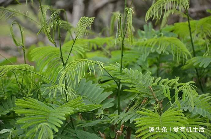 此野菜，看起来有点像含羞草，长着羽状复叶，散发出浓郁怪味！