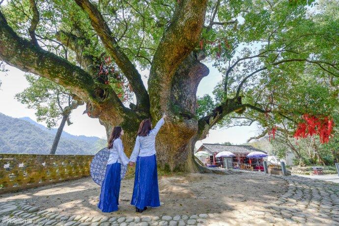 一棵老樟树守护<a href='http://travel.sina.com.cn/shangrao_wuyuan-lvyou/?from=b-keyword' >婺源</a><a href='http://travel.sina.com.cn/shangrao_yantian_13024-lvyou/?from=b-keyword' >严田</a>古村1600多年,如今成为该村旅游形象代言