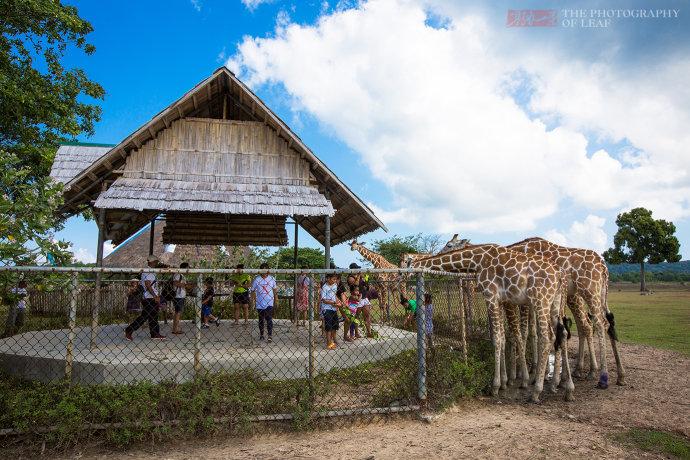 <a href='http://travel.sina.com.cn/feilvbin-lvyou/?from=b-keyword' >菲律宾</a>奇特的野生动物园,游客嘴叼树枝喂长颈鹿