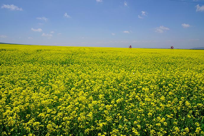 在<a href='http://travel.sina.com.cn/qinghai-lvyou/?from=b-keyword' >青海</a>,浊浪滔天的黄河也可以如此清澈美丽