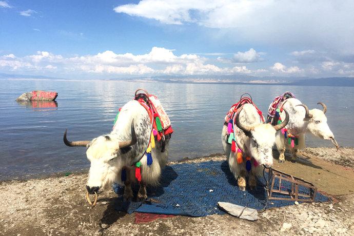 【<a href='http://travel.sina.com.cn/qinghai-lvyou/?from=b-keyword' >青海</a>】大美<a href='http://travel.sina.com.cn/qinghai-lvyou/?from=b-keyword' >青海</a>湖,青藏高原上的西海情歌