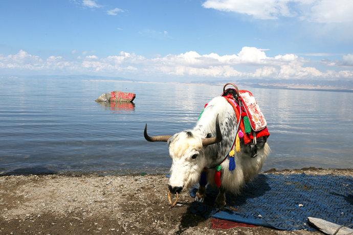 【<a href='http://travel.sina.com.cn/qinghai-lvyou/?from=b-keyword' ><em>青海</em></a>】大美<a href='http://travel.sina.com.cn/qinghai-lvyou/?from=b-keyword' ><em>青海</em></a>湖,青藏高原上的西海情歌