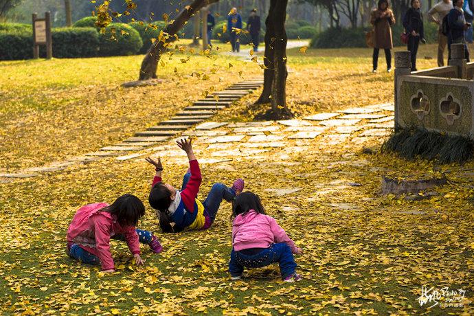 <a href='http://travel.sina.com.cn/shanghaishi-lvyou/?from=b-keyword' >上海</a>一千多岁银杏树王,至今枝繁叶茂,专门给它建一座公园