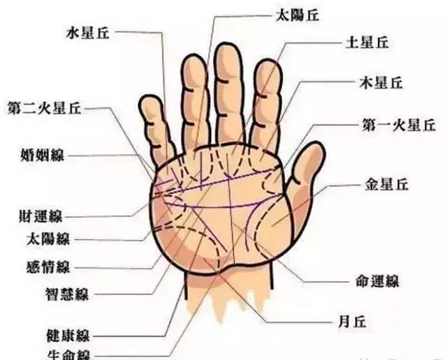 看手相是男左女右嗎?手相的九條紋理的具體分析