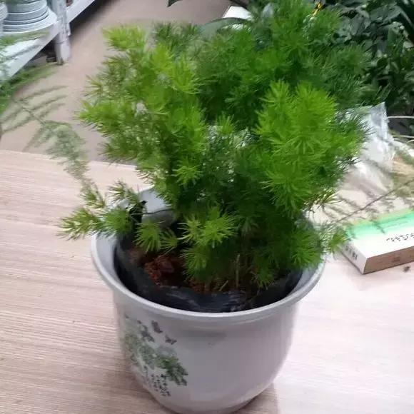 家里养这12种吉祥植物 平安幸福 好运连连！