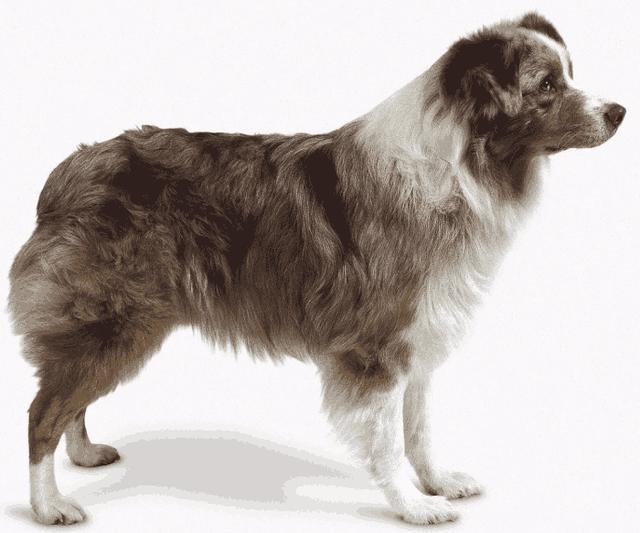 澳洲牧羊犬，一只全能型的狗狗