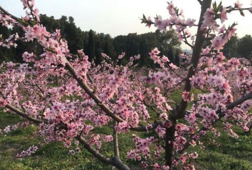 阳春三月是指农历三月还是阳历三月？“烟花三月下扬州”是谁写的
