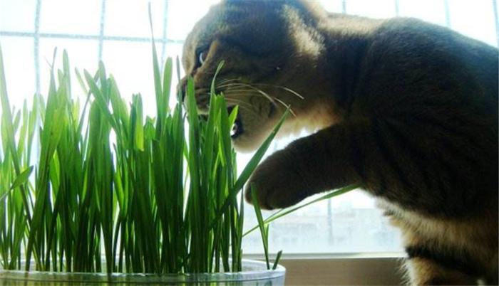 吃猫草对猫咪有什么好处？为什么猫咪喜欢吃？