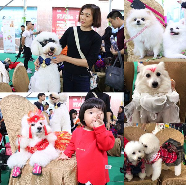 广州犬马之家官方推荐：养宠新手如何挑选靠谱的宠物生活去处