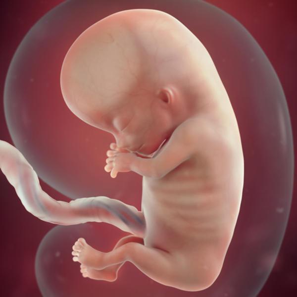 怀孕前三个月宝宝啥样，每周B超图告诉你胎儿发育情况，天然可爱