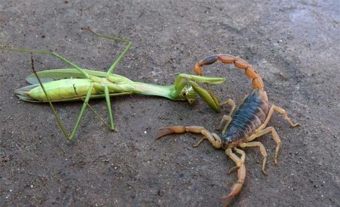 实拍螳螂与蝎子大战，螳螂一招不慎，竟被毒蝎刺中身亡