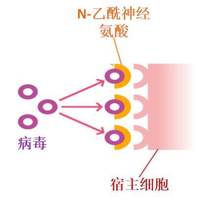 源自母乳的N-乙酰神经氨酸，有效修补宝宝免疫断层