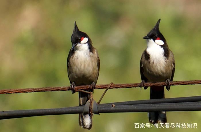 5种常见的笼养鸟：红耳鹎叫声洪亮悦耳，还自带“避雷针”