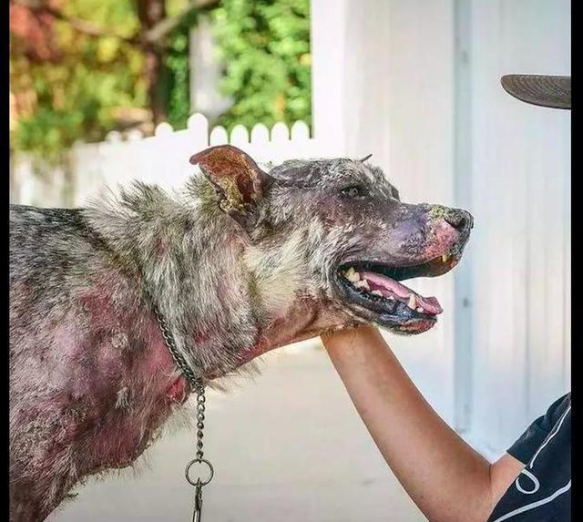 主人将养了6年的狗狗抛弃在野外，只因狗狗患上了罕见的皮肤病！