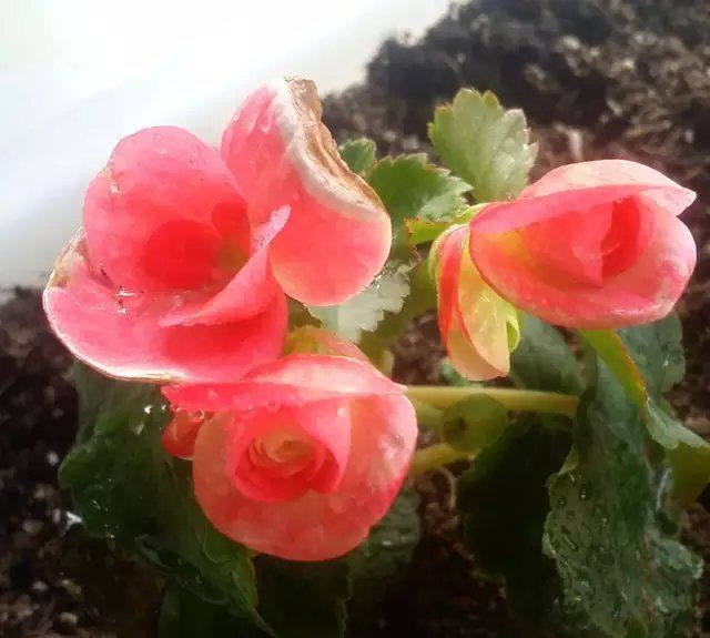 玻璃翠花的养植方法