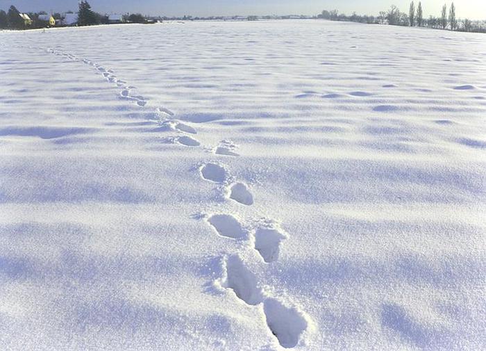 你若来，携一瓣故乡的雪花儿