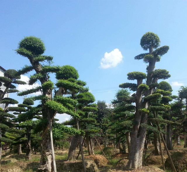 野外常见的树种，风吹日晒更显苍劲，榆树怎么制成“千价桩”？
