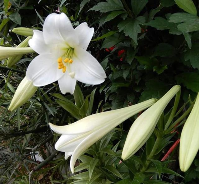 遇到百合花花蕾掉落和叶子发黄发焦该怎么处理？用这两招轻松解决