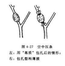 5种盆栽“压条”方法，不用剪枝不用嫁接，看完1种就会用，生根快