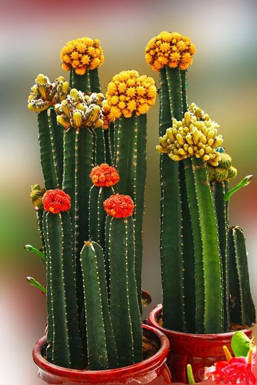 2019家里种什么植物风水好