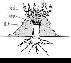 5种盆栽“压条”方法，不用剪枝不用嫁接，看完1种就会用，生根快