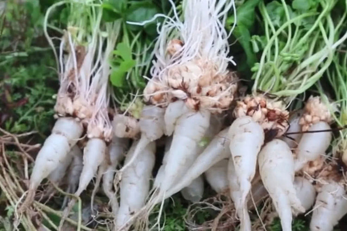 这种不起眼的“三叶草”，根茎却似水晶萝卜，你有吃过么？
