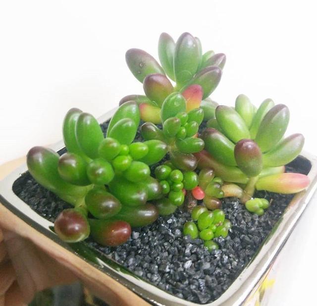 卧室适合养这“8种”植物，夜间释放“氧气”，不用担心“夺氧”