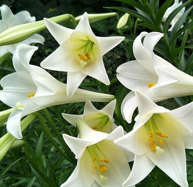 遇到百合花花蕾掉落和叶子发黄发焦该怎么处理？用这两招轻松解决