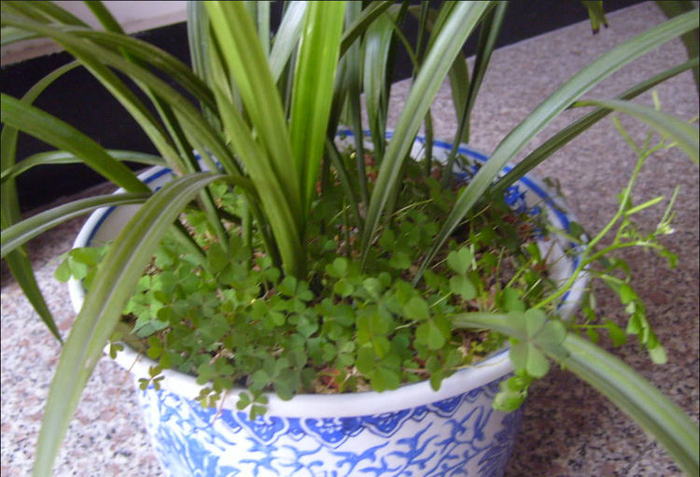 这种不起眼的“三叶草”，根茎却似水晶萝卜，你有吃过么？