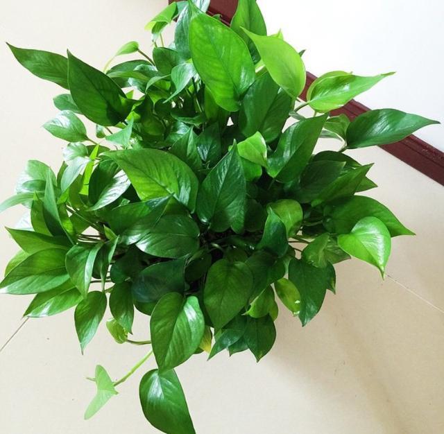 卧室适合养这“8种”植物，夜间释放“氧气”，不用担心“夺氧”