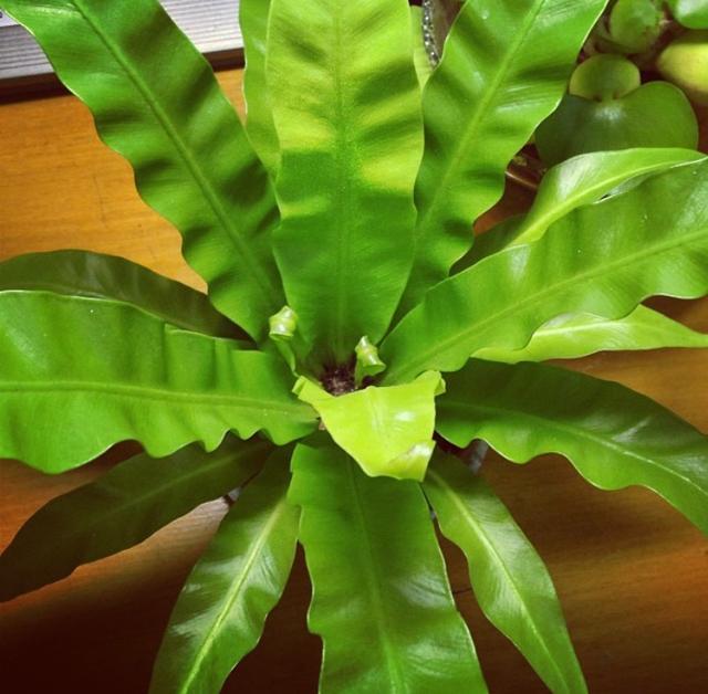 卧室适合养这“8种”植物，夜间释放“氧气”，不用担心“夺氧”
