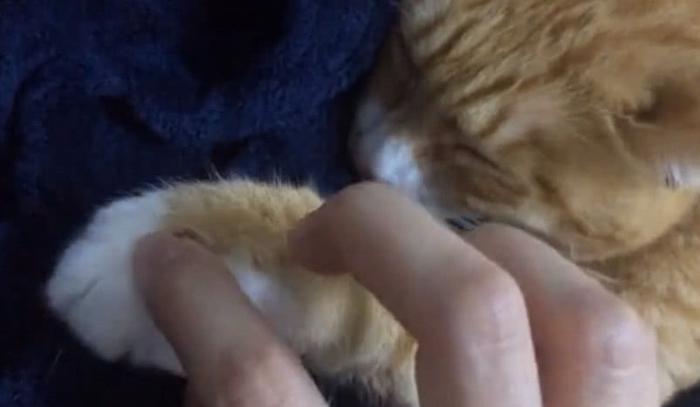 橘猫在铲屎官面前装睡，无论怎么折腾就是不起来笑喷众人！