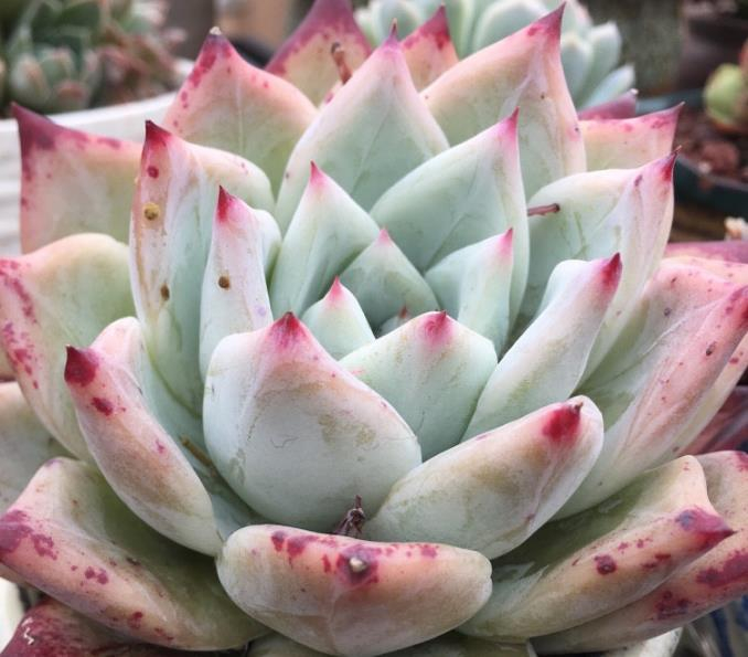 想把多肉植物养成老桩，在生长季换盆，事半功倍！