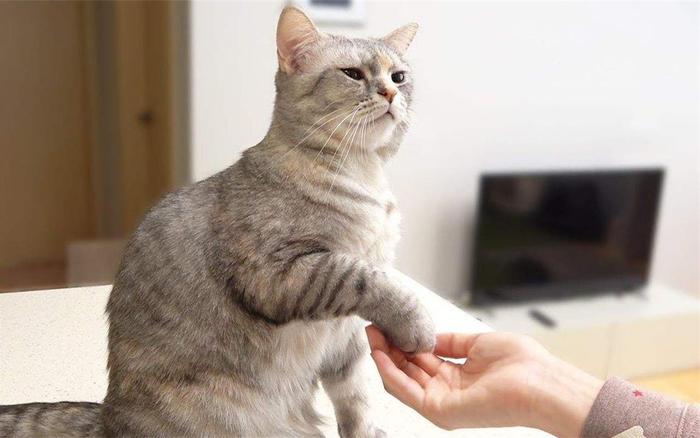 训练猫咪坐下、击掌、握手，一招就能让它们学会，和你家猫试试吧